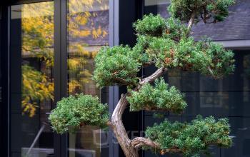 bonsai antwerpen bredeweg kantoor te huur