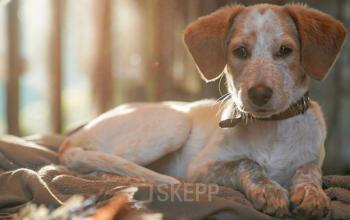 Kantoor te huur Lange Leemstraat 358B, Antwerpen (1)