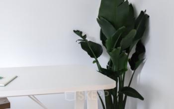 Kantoorruimte te huur op Rue du Congres 37 in Brussel. De kantoorruimte heeft moderne meubels en een grote plant. Een rustige en lichte werkplek.